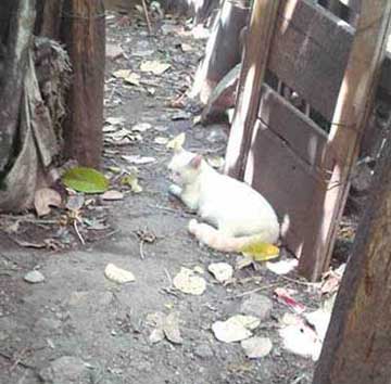 White cat, Nieves, lying at don Joselito Cuellar Chacón's kitchen's door