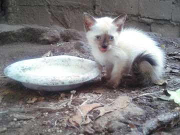 A white kittie with gray ears, next to a plate