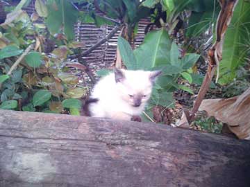 Un gatico blanco con orejas grises, sobre un pedazo de madera