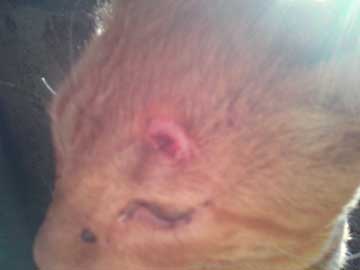 A close-up of Tabaco's wound. It looks red and pink