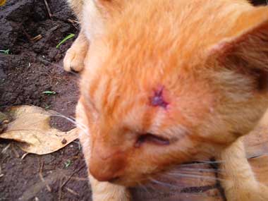 Tabaco's face with a wound on his forefront